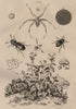 Notiophilus.Backswimmer.Nyctage.Mirabilis nyctaginea.Nycteribiidae/bat fly 1834