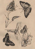 BUTTERFLIES. Purple Emperor. Apatura Iris. Camille. Southern White Admiral 1834