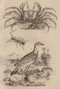 Ocypode/Ghost Crab. Odacantha melanura Beetle. Oedienème/Bush Stone-curlew 1834