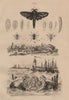 Human Goat Cow Sheep Botfly Botflies. Oyster. Oiketicus moth 1834 old print