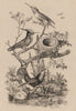 HUMMINGBIRDS. Ruby-Topaz Ruby-Throated Delalande. Oiseau-Mouche 1834 old print