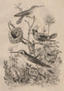HUMMINGBIRDS. Green and white. Tufted Coquette. Violetear 1834 old print