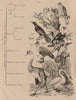 BIRD SPECIES. Oiseaux. In 6 orders. Classifications 1834 old antique print