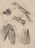 BIRD ANATOMY. Oiseaux. Parts of a bird 1834 old antique vintage print picture