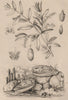 FOOD. Olive de mer (Sea olive - Mollusc). Olivier (Olive tree) 1834 old print