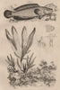 Ophicéphale (Channa barb). Ophioglossum (Adder-tongue Fern). Ichneumon wasp 1834