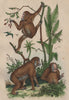PRIMATES. Orang-Outang. Orangutan. Coloured 1834 old antique print picture