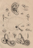THE EAR. Oreille (Ear). Anatomy. Biology 1834 old antique print picture