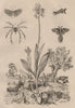 Ophrys orchid.Tussock Moth.Alucita/Twenty-plume Moth.Oribatida/moss mite 1834