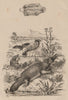 PLATYPUS. Ornithorhynque (Platypus). Mammals 1834 old antique print picture