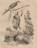 Orthotome (Common Tailorbird). Ortie (Nettle). Oryctérope (Aardvark) 1834
