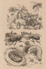 INSECTS. Oryctès (Oryctes). Osmia (Mason bee) 1834 old antique print picture
