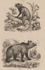 PRIMATES. Ouistiti (Marmoset). Ours Brun (Brown bear) 1834 old antique print