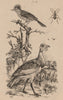 BIRDS. Outarde (Bustard). Oxycheyle. Oxyrhynque (Sharpbill) 1834 old print