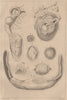 REPRODUCTIVE SYSTEM. Ovologie Ovology I. Eggs. 1834 old antique print picture