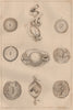 REPRODUCTIVE SYSTEM. Ovologie Ovology III. Eggs. 1834 old antique print
