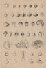 REPRODUCTIVE SYSTEM. Ovologie Ovology V. Eggs. 1834 old antique print picture