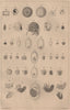REPRODUCTIVE SYSTEM. Ovologie Ovology IV. Eggs. 1834 old antique print picture
