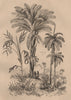 BOTANICAL. Palmiers (Palm trees) 1834 old antique vintage print picture