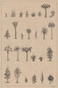 PALEONTOLOGY. Reconstructed plant fossils 1834 old antique print picture