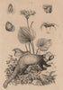 ANIMALS/PLANTS. Palpimane. Paludine. Pancratium. Red Panda 1834 old print