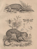 Pangolin. Pangonia (Horsefly). Panorpa (Scorpionfly). Panthère (Panther) 1834