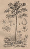FRUIT TREES. Papayer (Papaya tree) 1834 old antique vintage print picture