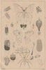 LEPIDOPTERA. Papillons (Butterflies) I. Détails théoriques et anatomiques 1834
