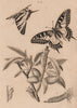 LEPIDOPTERA. Papillons (Butterflies) III. Caterpillar 1834 old antique print