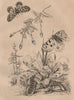 LEPIDOPTERA. Papillons (Butterflies) IV. Caterpillar 1834 old antique print