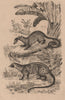 MAMMALS. Paradoxures (Palm Civets) 1834 old antique vintage print picture