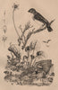 BIRDS/FLOWERS. Pardalote (Peep-Wren). Parelle (Curly Dock) 1834 old print