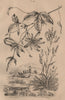 PLANTS. Passiflore (Passionflower). Pastel (Woad or Glastum) 1834 old print
