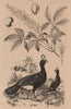 BIRDS. Pauxi (Horned Currasow). Pavier (soapberry) 1834 old antique print