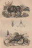 ANIMALS. Pécari (Peccary). Pédère. Pégase (Short Dragonfish) 1834 old print