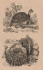 Helmeted guineafowl. Shell 1834 old antique vintage print picture