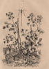 PLANTS. Pélargonium (Geranium). Pelecinus polyturator wasp 1834 old print