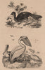 BIRDS. Pélican (Pelican). Pénélope (Guan birds) 1834 old antique print picture