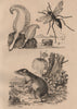 Pennatula (sea pen). Pepsis (tarantula hawk). Péraméle (Bandicoot) 1834 print