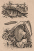 Perche (Perch). Péripate (Velvet worm). Stonefly. Perna (Brown Mussel) 1834