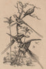 PARAKEETS Perruches. Alexandrine Parakeet. Long-tailed Parakeet 1834 old print
