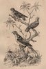 PARROTS. Yellow capped pygmy parrot. Lori tricolore (Black-capped Lory) 1834