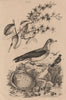 Pétoncle (Scallop). Petrea (sandpaper vine). Petrels 1834 old antique print