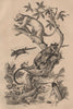Peziza; Phaenicocère; Phalangers 1834 old antique vintage print picture