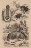 Phallus (stinkhorn mushroom). Phanaeus vindex (Rainbow scarab). Wombat 1834