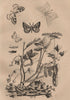 GEOMETER MOTHS Magpie moth.Swallow-tailed Moth.Looper Moth.Lace Border moth 1834