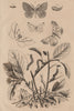 GEOMETER MOTHS. Brimstone Pale Brindled Beauty Light Emerald 1834 old print