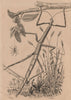 INSECTS. Phasmes (stick insects). Philodrome (philodromid Crab Spider) 1834