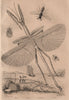 Phasia (Tachinid fly). Phasme (Stick Insect). Philanthus (European Beewolf) 1834