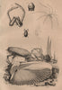 ANIMALS. Phloiotribe. Pholadidae (Piddocks). Pholeus (Cellar Spider) 1834